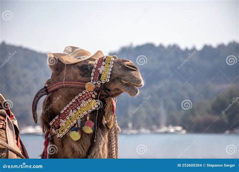 Two Beautiful Camel Resting In The Parking Lot Halted With Humps On