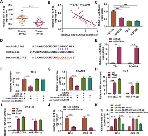 Circ SLC7A5 Binds To MiR 874 3p A QRT PCR Analysis Showing The