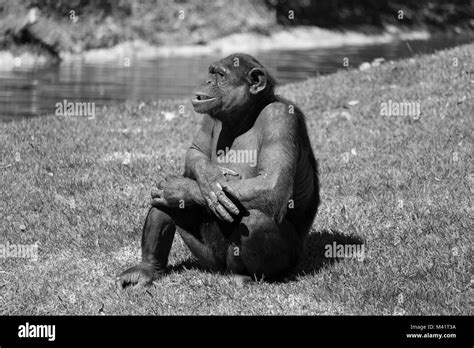 Black And White Chimpanzee Portrait Black And White Stock Photos