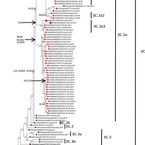 A Maximum Likelihood Phylogenetic Tree Of The HA Gene Segment For 66