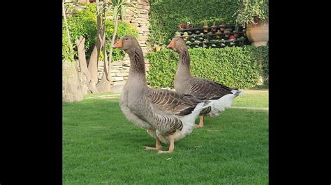 French Toulouse Geese Youtube