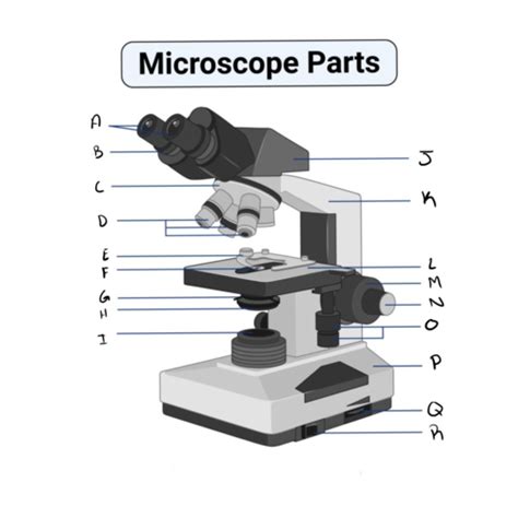 Parts Of A Microscope Flashcards Quizlet