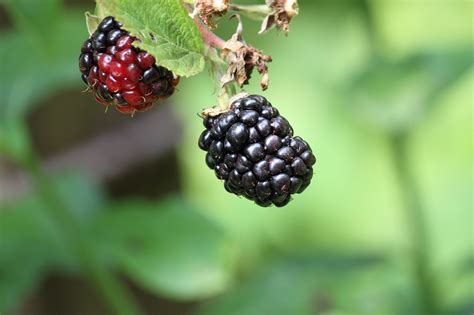 Blackberries Berries Fruits Free Photo On Pixabay Pixabay