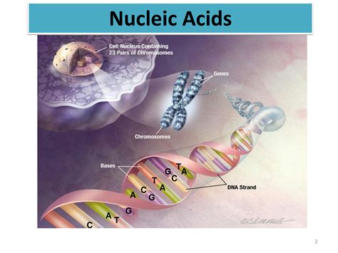 SOLUTION Nucleic Acids And Structure Complete And Detail Lecture And