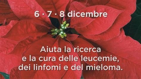 Le Stelle Di Natale DellAIL Telebelluno