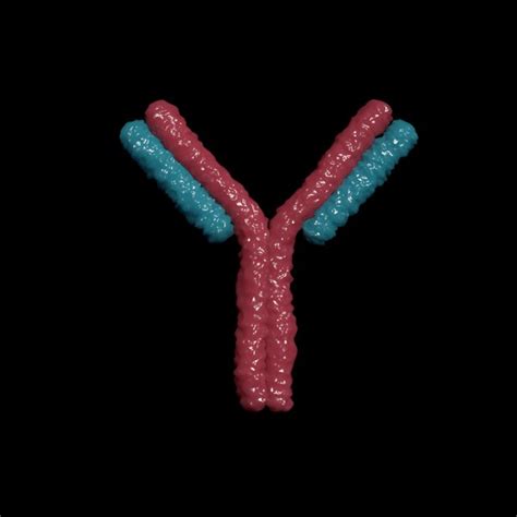 3d Antibody Models Turbosquid