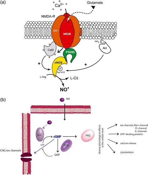 Nitric Oxide Signalling In The Brain And Its Control Of Bodily