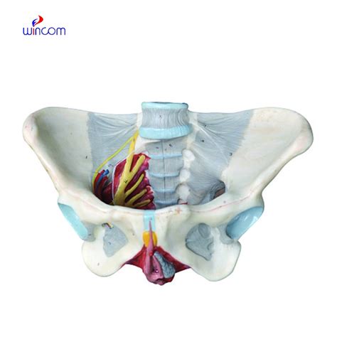 Female Medical Science Pelvis Anatomical With Network Of Nerves And