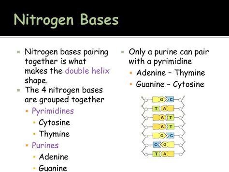 dna replication powerpoint    id