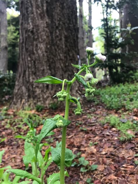 紹介：植物 春の新宿中央公園で見かけたハルジオン貧乏草を紹介するよ Chinasukiのブログ