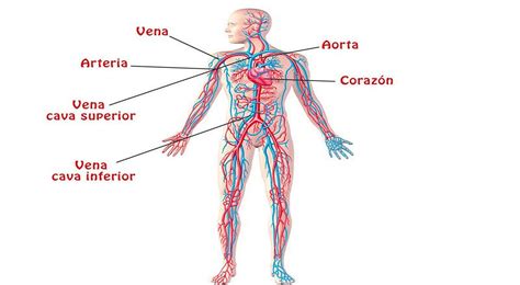 Estructura Y Cuidado Del Cuerpo Humano Sistema Circulatorio