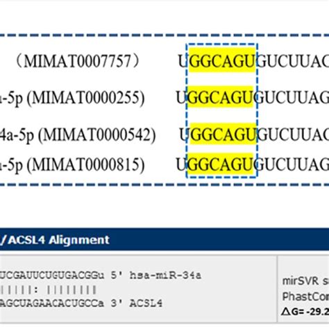 Bioinformatics Analysis Of MiR 34a A Mature Sequence Of MiR 34a Is