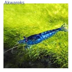 Krewetka Blue Velvet Blue Dream Neocaridina Davidi