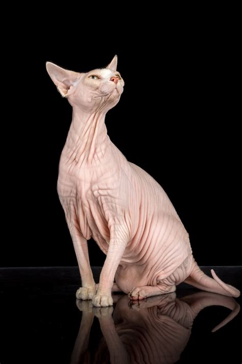 Sphynx Cats — Alicia Rius Photography Dog And Cat Photograpghy