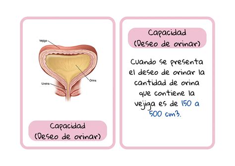 Tarjetas Educativas De Partes De La Vejiga Urinaria Ppt