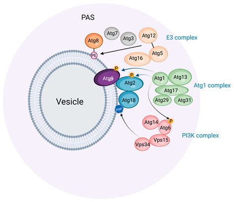 Autophagosome Biogenesis Encyclopedia Mdpi