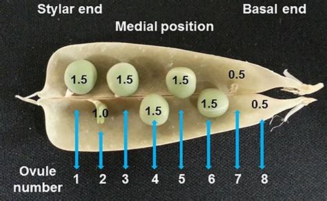 3 Ovule Position And Stages Of Seed Development Within An Opened