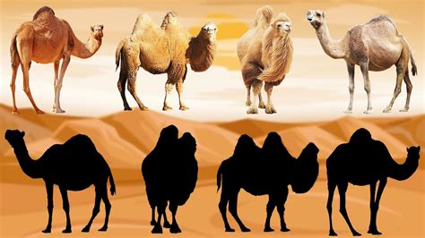 CUTE ANIMALS Camels Dromedary Asian Bactrian Nar Haptagay 귀여운 동물 낙타