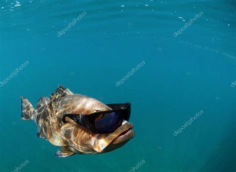 Cool Fish Wearing Sunglasses Stock Photo By Ftlaudgirl