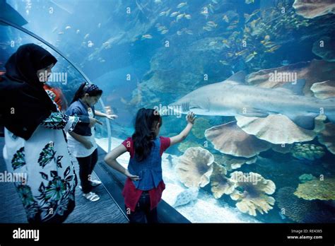 Dubai Aquarium And Underwater Zoo At The Dubai Mall Dubai United Arab