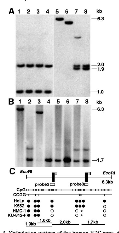 Pdf Mast Cell Basophil Specific Transcriptional Regulation Of Human