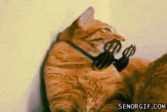 Cat Money GIF - Find & Share on GIPHY