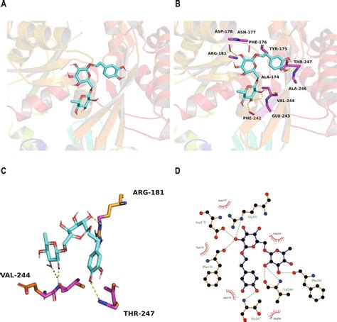 A Activity Pocket Of Grp Binding With Forsythiaside A B The Active