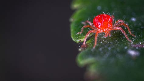 Getting Rid of Clover/Lawn Mites | Stewart's Lawn