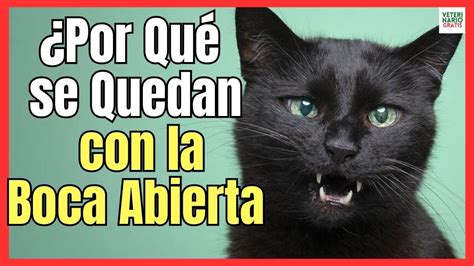 PORQUE MI GATO TIENE LA BOCA ABIERTA Y BABEA MUCHO YouTube