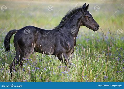 Black Baby Horse in Meadow of Flowers Stock Photo - Image of babyanimal ...