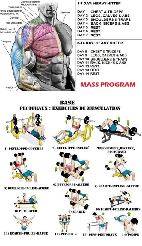 Best Chest And Triceps Workout For Beginners Eoua Blog