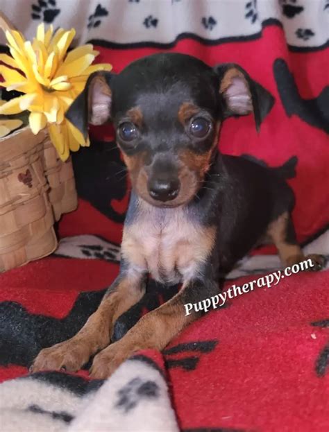 Lionel Mini Pinscher Teacup Puppies For Sale