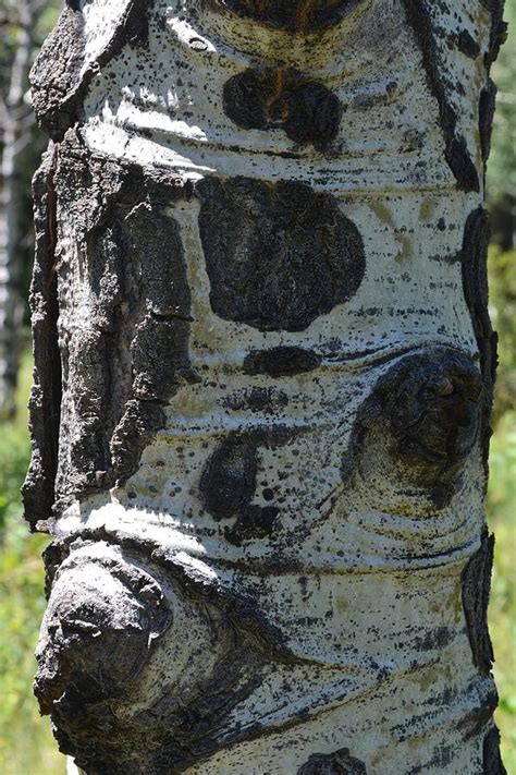 Aspen Trunk Photograph By Nicole Sedita Fine Art America