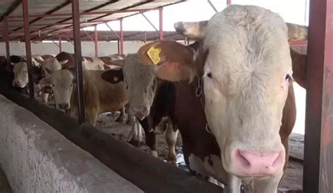 Kurban Bayramı hangi gün AREFE GÜNÜ NE ZAMAN İşte bayram tarihleri