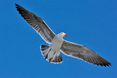 Heermann S Gull Larus Heermanni By Alan D Wilson Gull Wilson