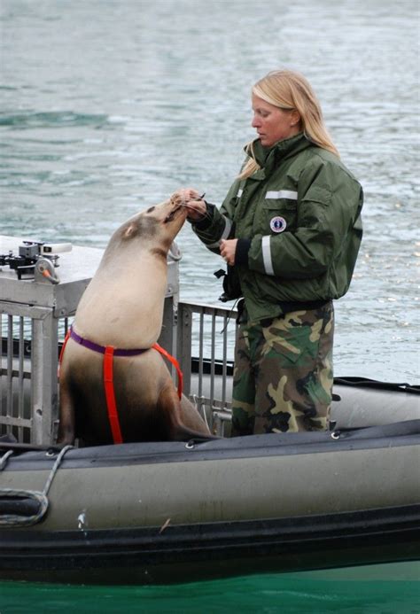 Usnavy Marine Mammal Experts Train Sea Lion Credit U S Navy Our Military Marine