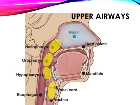 Solution Grossana Tracheobronchial Tree Lungs Pleura Dr Viernes