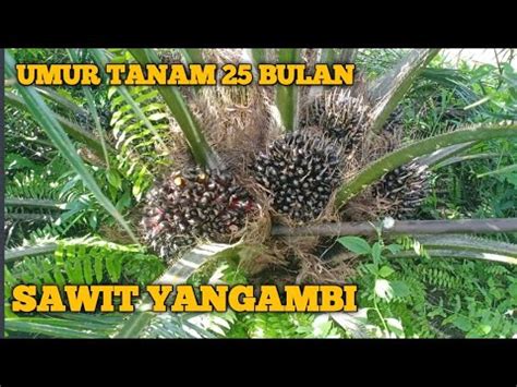 Sawit Unggul Ppks Yangambi Umur Bulan Petanipemulatemah Youtube