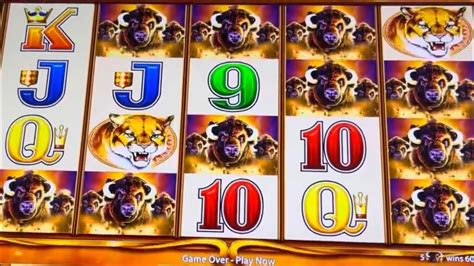 Massive Winning Section Buffalo Gold Revolution Slot Youtube