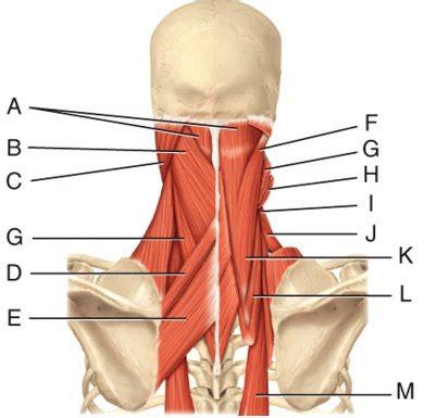 Chapter 11 Muscular System Flashcards Quizlet