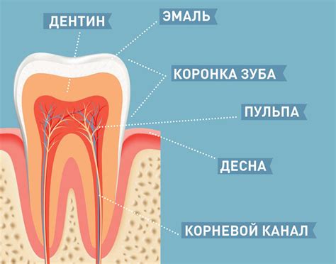 Что такое дентин, его виды, состав, строение и функции