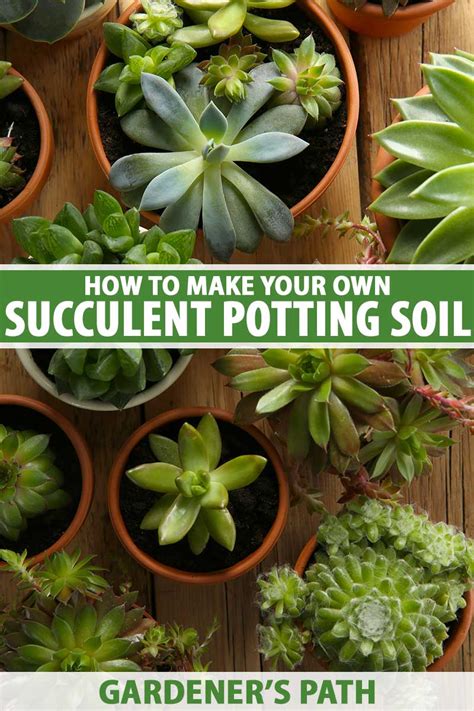 How to Make Your Own Potting Soil for Succulents