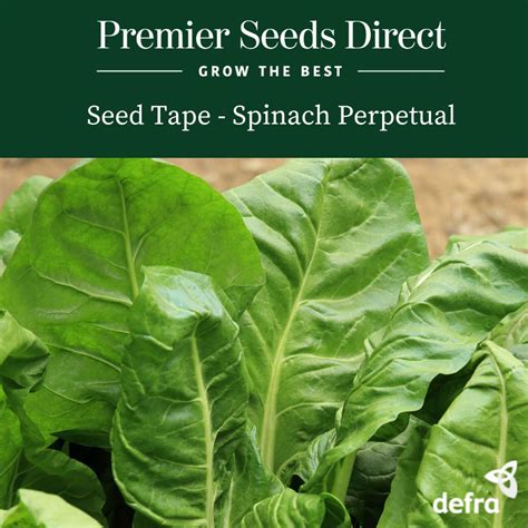 Spinach Perpetual Seed Tape 6M 3x2M 152 Seeds Premier Seeds Direct