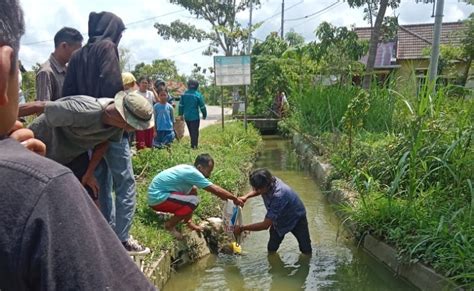 Heboh Temuan Jasad Bayi Baru Lahir Di Blora Dibuang Ke Irigasi