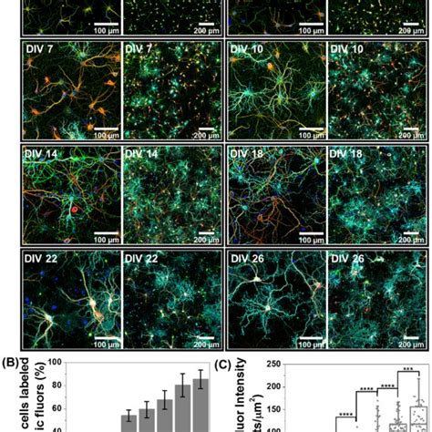 Role Of Neuronal Network Maturation In Nano Neuro Interaction A