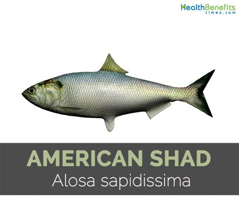 American Shad Facts And Nutritional Value