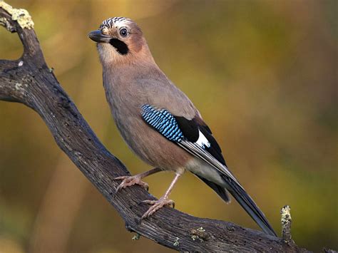 Arrendajo Euroasi Tico Garrulus Glandarius