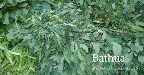 Bathua Chenopodium Album Health Benefits Bimbima