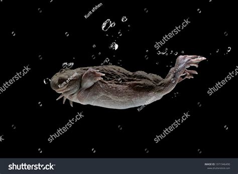 Freddy Krueger Frog Diving Black Background Stock Photo 1971946490