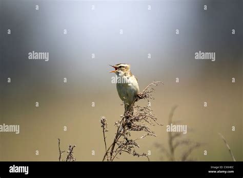 Sedge Warbler Acrocephalus Schoenobaenus Singing Burgenland